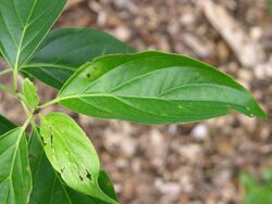 Wilson Dogwood Cornus wilsoniana Leaf 3264px.jpg