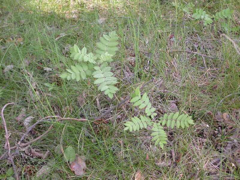 File:Young trees of Sorbus aucuparia.jpg