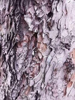 黑松 Pinus thunbergii 20211007185113 01.jpg