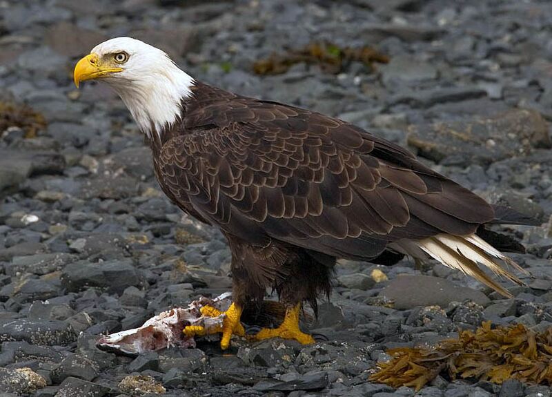 File:2010-bald-eagle-kodiak.jpg