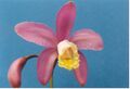A and B Larsen orchids - Cattleya harrisoniana 75-1.jpg