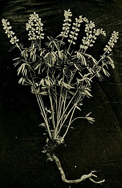 A manual of poisonous plants BHL11347167 (cropped).jpg