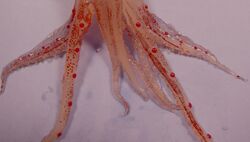 Abralia veranyi tentacles.jpg