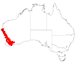 Acacia leptospermoidesDistMap532.png