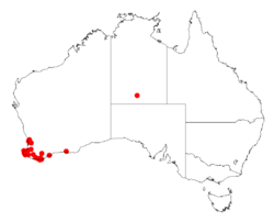 Acacia tetragonocarpaDistMap891.png