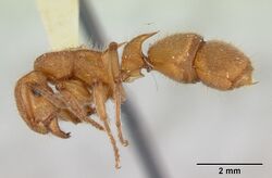 Acanthoponera peruviana castype06889 profile 1.jpg