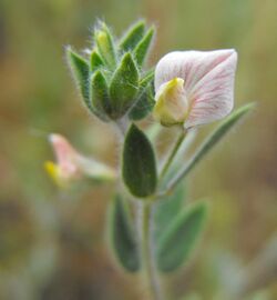 Acmispon americanus var americanus.jpg