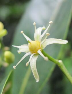 Acronychia pedunculata Flower 2.jpg
