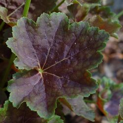 American Alumroot Heuchera americana 'Garnet' Leaf 2000px.jpg