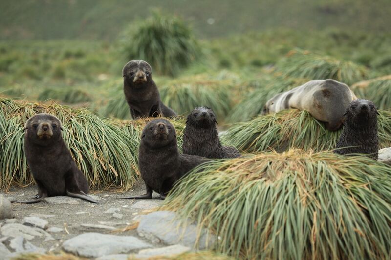 File:Antarctic Fur Seal Pups amid Tussock Grass (5724536166).jpg