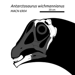 Antarctosaurus-wichmannianus-Skull-Diagram-SVG-001.svg
