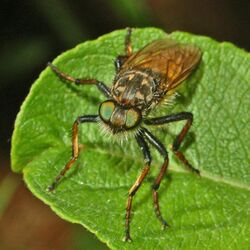 Asilidae - Cyrtopogon ruficornis-001.JPG