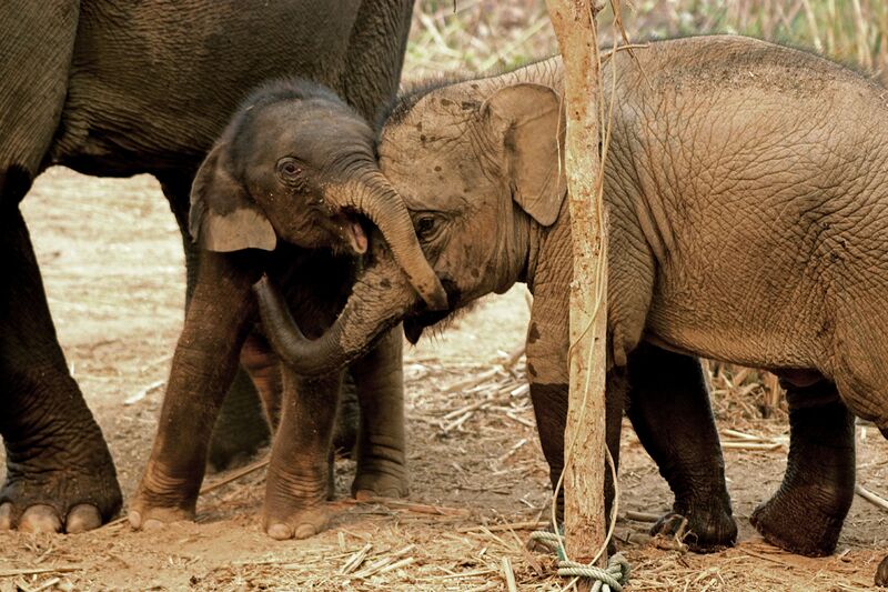 File:Baby elephants at the Elephant Conservation Center (Laos).jpg