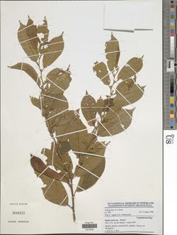 Baphia pubescens-NMNH-13241545.jpg