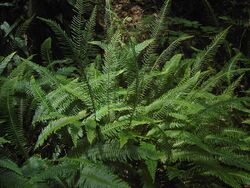 Blechnum spicant (fertile and sterile fronts).jpg