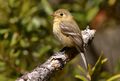 Buff-breastedFlycatcher-30APR2017.jpg