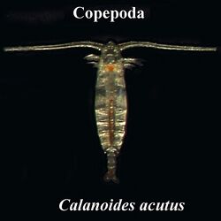 Calanoides acutus.jpg