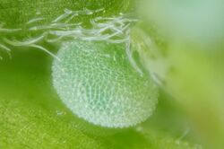 Callophrys rubi egg.jpg