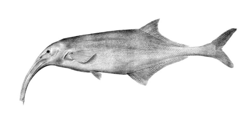 File:Campylomormyrus curvirostris (Boulenger, 1898).jpg
