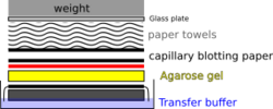 Capillary blot setup.svg