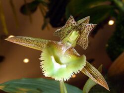 Catasetum fimbriatum Orchi 05.jpg