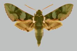Cechenena mirabilis BMNHE812300 male up.jpg