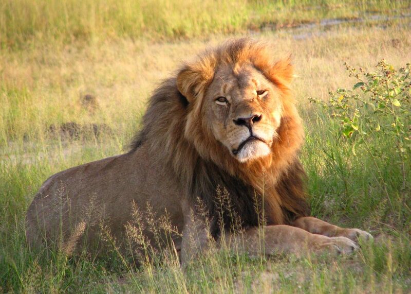 File:Cecil the lion at Hwange National Park (4516560206).jpg
