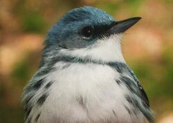 The head and upper body of a male Cerulean Warbler are shown in this photo by the US Fish and Wildlife Service.