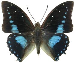 Charaxes imperialis.jpg