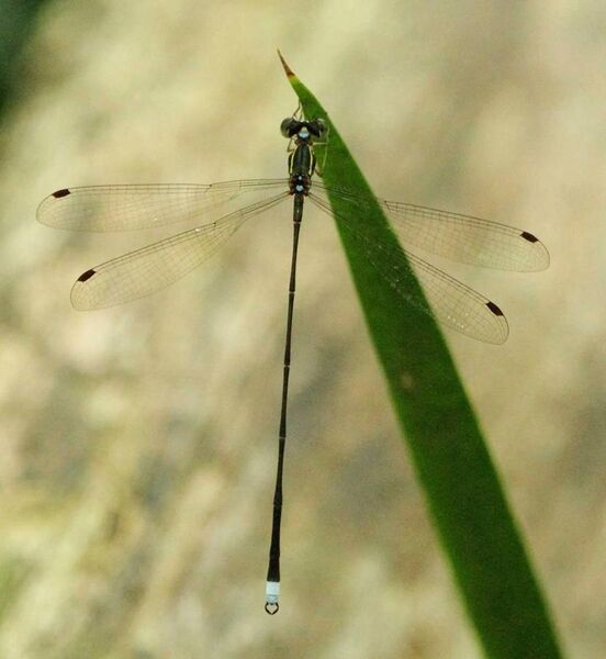 File:Chlorolestes nylephtha Queen Malachite 2013 02 25 a.jpg