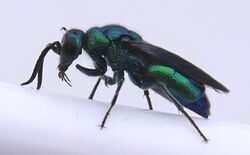 Chrysis angolensis1.jpg