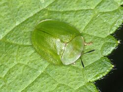 Chrysomelidae - Cassida viridis.JPG
