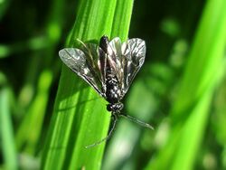 Cladius spec. (Tenthredinidae sp.) male, Valkenburg, the Netherlands - 2.jpg