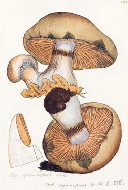 Coloured Figures of English Fungi or Mushrooms - t. 223.jpg