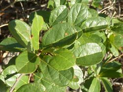 Combretum hereroense, loof, Steenbokpan.jpg