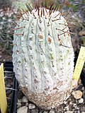 Copiapoa cinerea v columna-alba.jpg