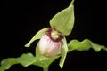 Cypripedium debile (Hokkaido) Rchb.f., Xenia Orchid. 2- 223 (1874) (34321717806).jpg