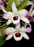Dendrobium nobile Orchi 007.jpg