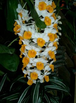 Dendrobium thyrsiflorum1.jpg