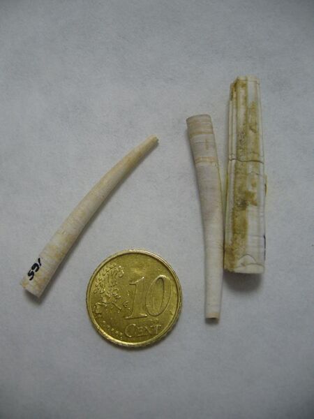 File:Dentalium sp.1 - Plioceno.JPG