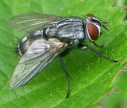 Diptera-Tachinidae-Sturmia-bella-201209210065.JPG