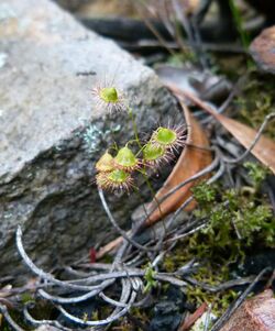 Drosera huegelii imported from iNaturalist 19 May 2019.jpg