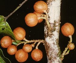 Dysoxylum-parasiticum-ALA1.jpg