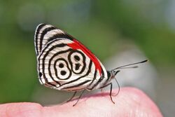 Eighty-eight Butterfly (Diaethria anna).JPG