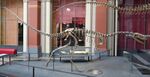 Elaphrosaurus mount MfN Berlin 2018 2.jpg