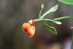 Epidendrum pseudoepidendrum GotBot 2015 002.jpg