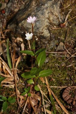 Epilobium clavatum 5575.JPG