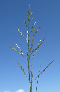 Eragrostis mexicanaOrange flowerhead1 (8677080439).jpg