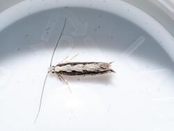 Erechthias fulguritella 175005179.jpg