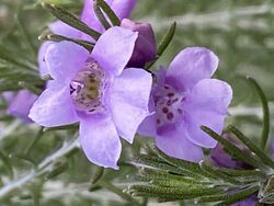 Eremophila microtheca flowers.jpg